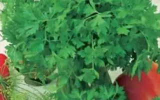 АППЕТИТНАЯ