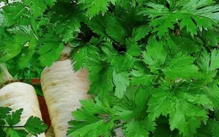 ДОБРОЕ УТРО