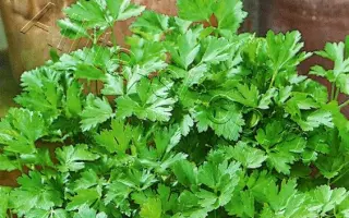 РУССКОЕ ЗАСТОЛЬЕ