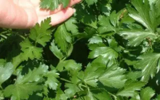 ИТАЛЬЯНСКИЙ ГИГАНТ