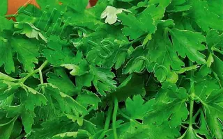 БУТЕРБРОДНАЯ