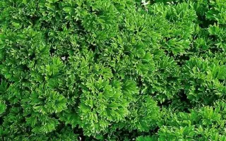 МООСКРАУЗЕ 2