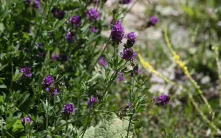 КРАСНОКУТСКАЯ 4009