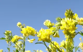 КУБАНСКАЯ ЖЕЛТАЯ