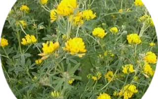 ПАВЛОВСКАЯ 7