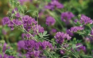 КАМАЛИНСКАЯ 930