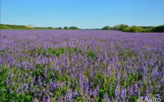 ЛЕНИНСКАЯ МЕСТНАЯ