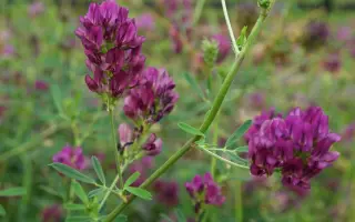 КУЗБАССКАЯ