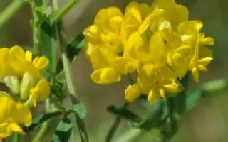 ТУЛУНСКАЯ ГИБРИДНАЯ