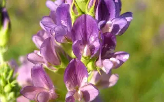 ПАСТБИЩНАЯ 88