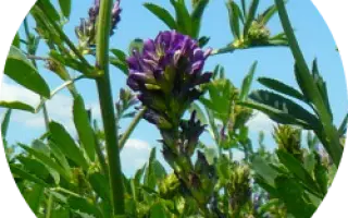 ВОРОНЕЖСКАЯ 6