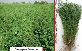 ТАТАРСКАЯ ПАСТБИЩНАЯ