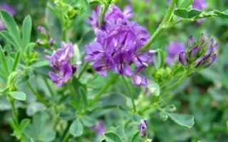 ПРИОБСКАЯ 50