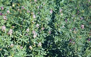 КРАСНОДАРСКАЯ РАННЯЯ