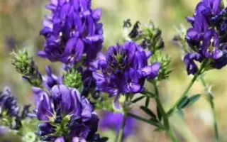 АЛГУЛЬНАРА