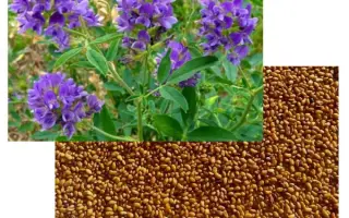 ТАМБОВЧАНКА