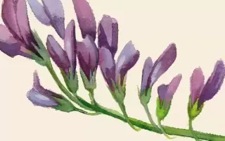 СОЛЕУСТОЙЧИВАЯ