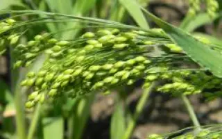 ИЛЬИЧЕВСКОЕ