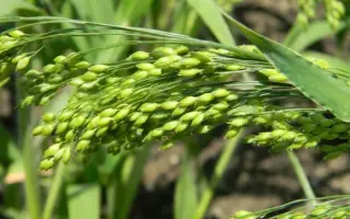 ХАРЬКОВСКОЕ 65