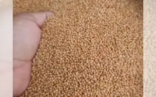 АБАКАНСКОЕ КОРМОВОЕ