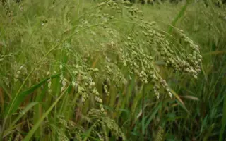 ОРЛОВСКИЙ КАРЛИК