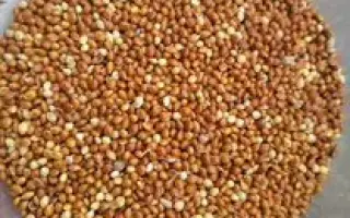 БЕЛГОРОДСКОЕ 1