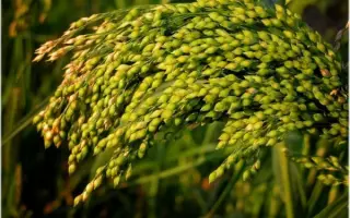 КУЛУНДИНСКОЕ