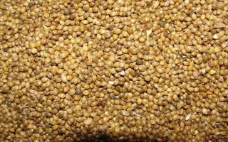 КАВКАЗСКИЕ ЗОРИ