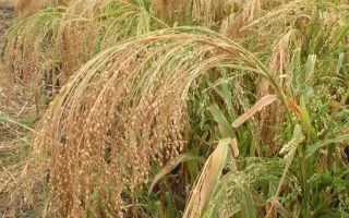 БЛАГОДАТНОЕ