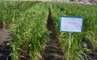 ЗОЛОТАЯ ОРДА