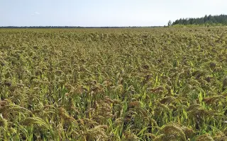 ВОЛГОГРАДСКОЕ 4