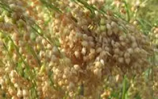 КРУПНОСКОРОЕ