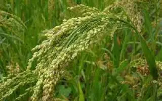 АЛТАЙСКОЕ ЗОЛОТИСТОЕ