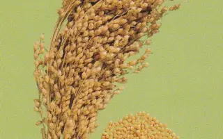 САРАТОВСКОЕ ЖЕЛТОЕ