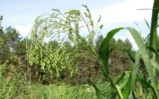 ИЛЬИНОВСКОЕ