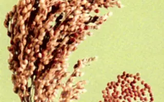 САРАТОВСКОЕ 10