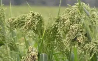 САРАТОВСКОЕ 12