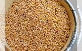 ОРЕНБУРГСКОЕ 20