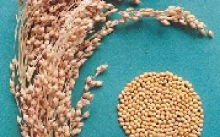 ЗОЛОТИСТОЕ