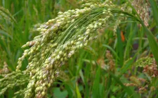 БАРНАУЛЬСКОЕ 98