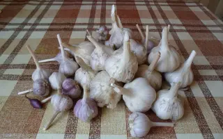 БЕЛЫЙ МЕДВЕДЬ