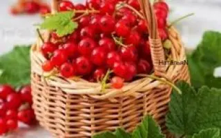 ЛЕТНЕЕ УТРО