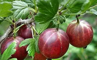 АРИСТОКРАТ