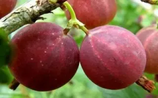 ШЕРШНЕВСКИЙ