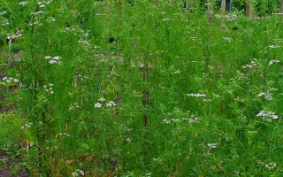 ВИЗАНТИЙСКИЙ