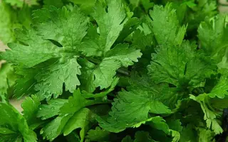 МАЛАХИТОВЫЙ ТИТАН