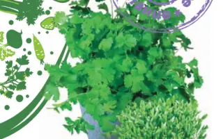 СИБИРСКИЙ ЛЕКАРЬ