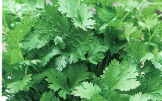 ПЕТРУША ОГОРОДНИК