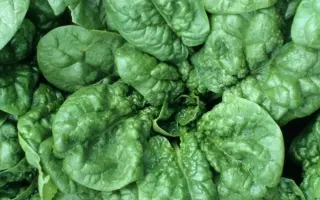 ЖИРНОЛИСТНЫЙ