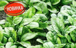 ЗЕЛЕНАЯ ВОЛНА